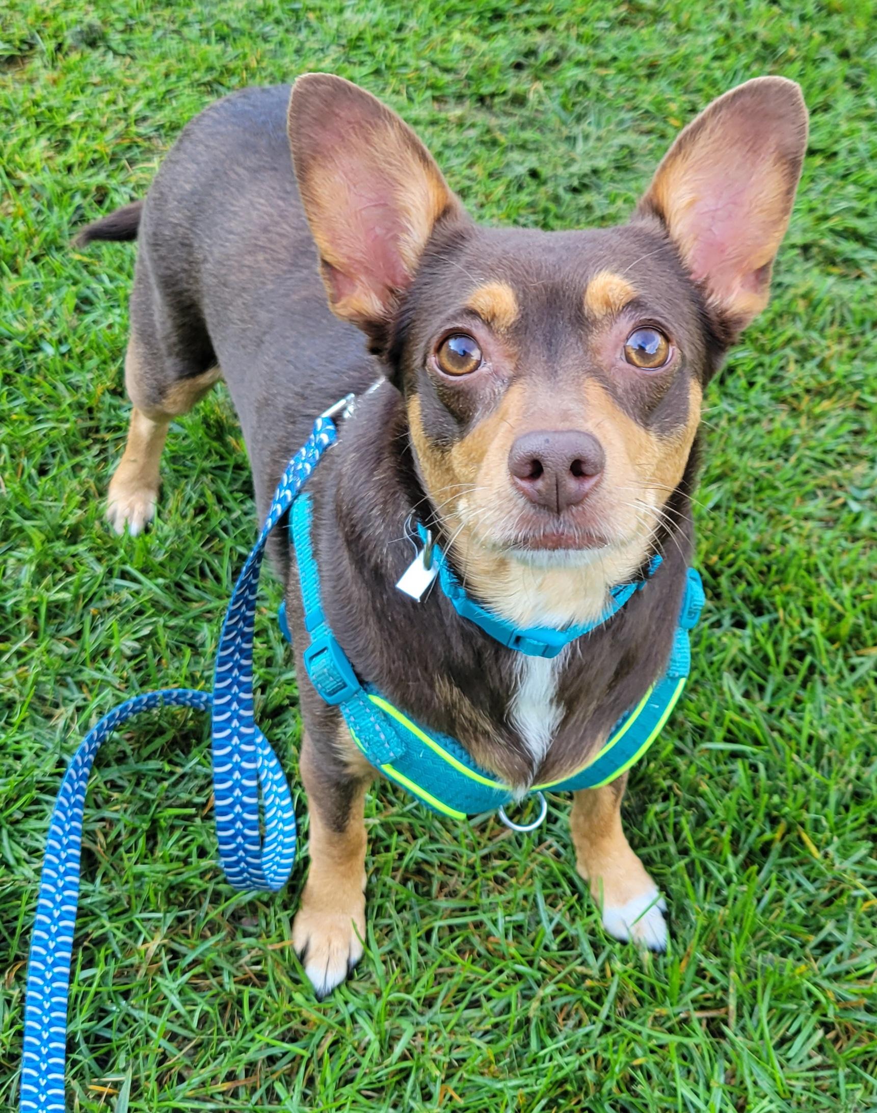 Enlarge Charlotte, a Adopted mixed breed in Elwood, NJ image 2/6