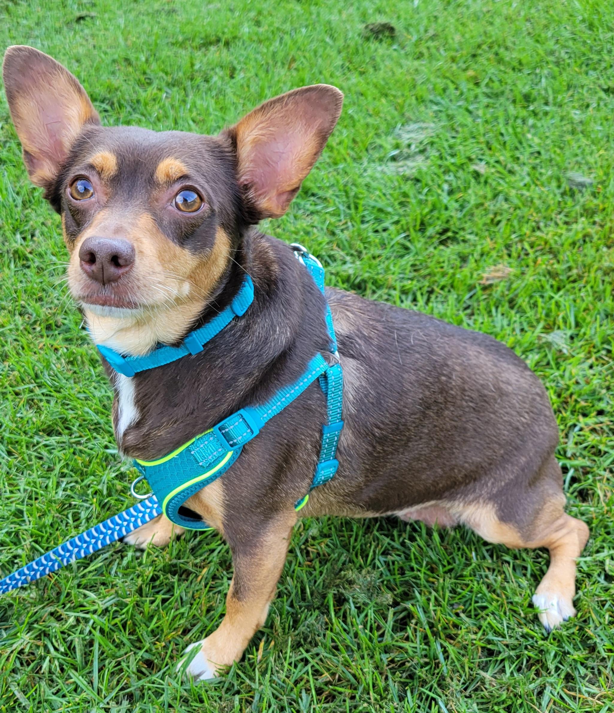 Enlarge Charlotte, a Adopted mixed breed in Elwood, NJ image 6/6