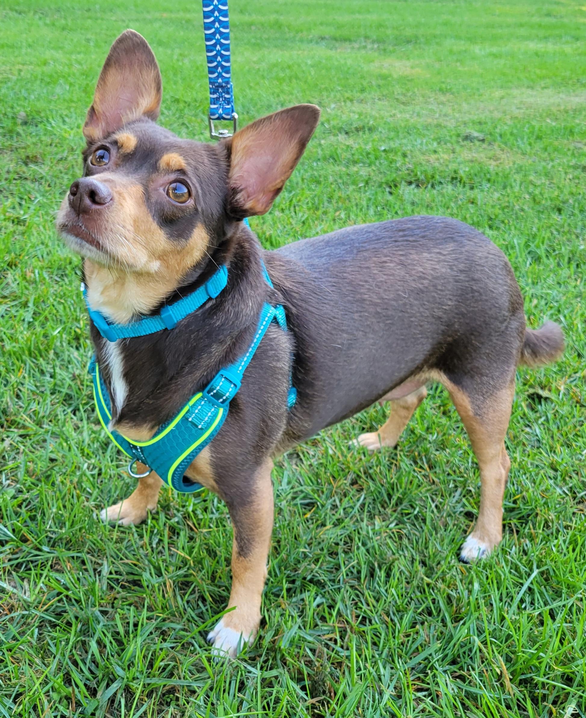 Enlarge Charlotte, a Adopted mixed breed in Elwood, NJ image 3/6