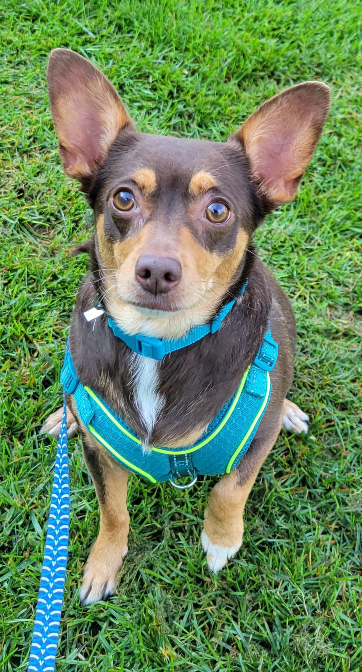 Charlotte, Adopted, Adult Female Chihuahua & Corgi.
