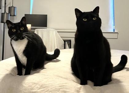 Bambi, Adoptable, Adult Female Domestic Short Hair & Domestic Short Hair.