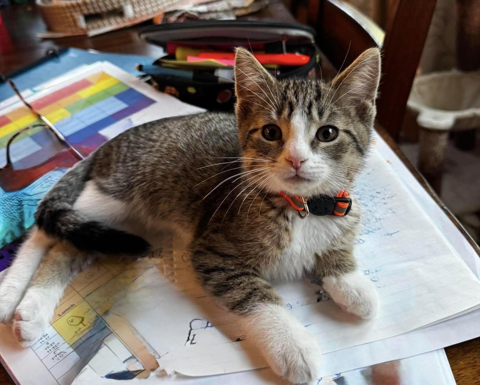 Coby, an adopted Domestic Short Hair in Rochester , NY image 3/6
