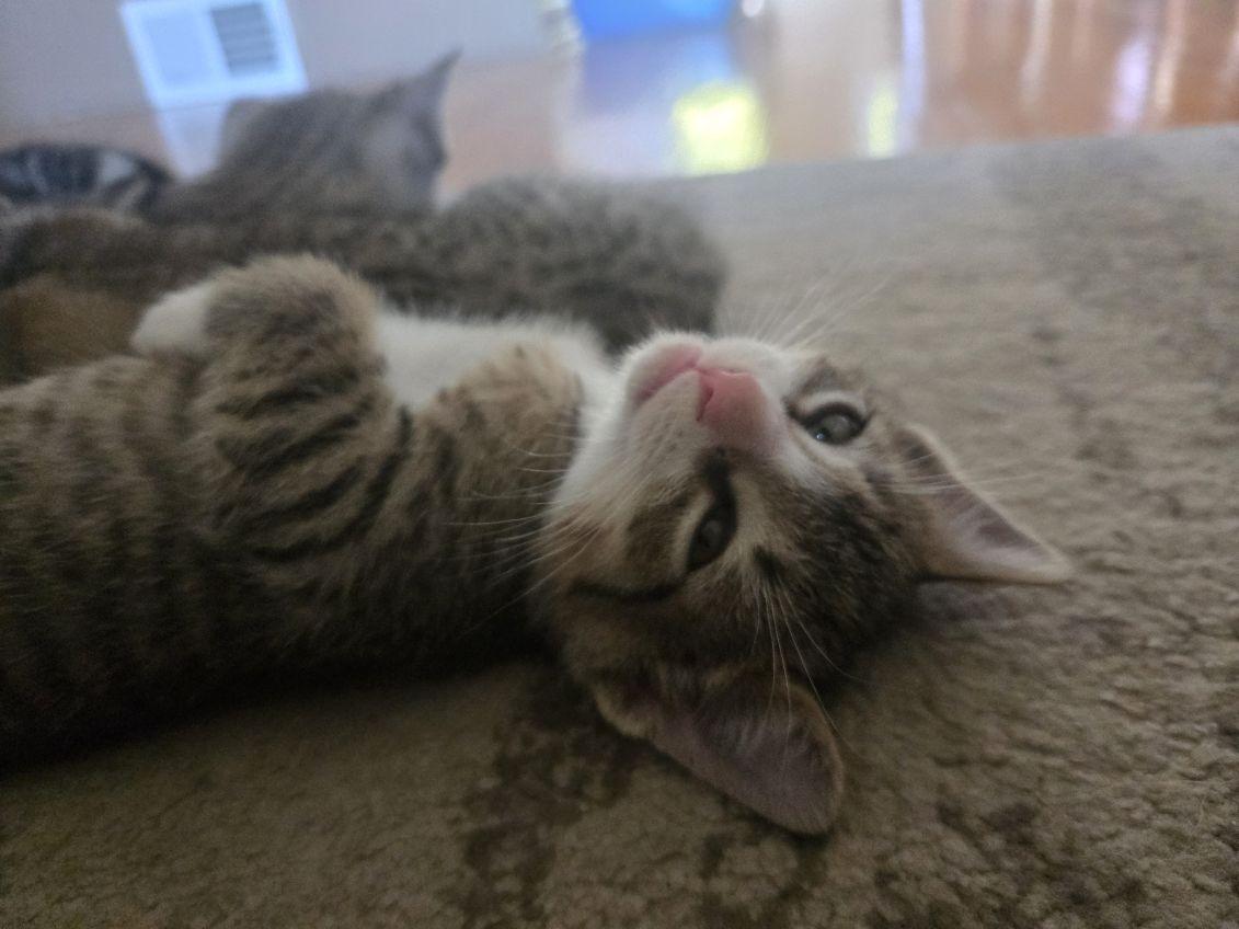 Coby, an adopted Domestic Short Hair in Rochester , NY image 4/6