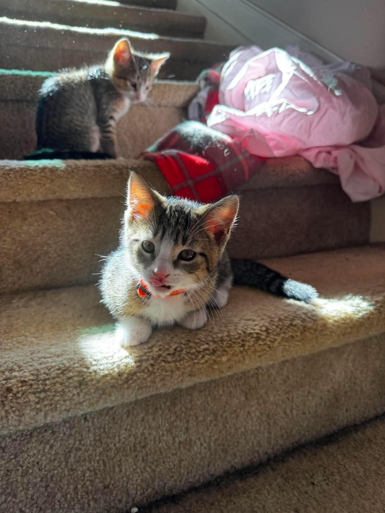 Coby, an adopted Domestic Short Hair in Rochester , NY image 5/6