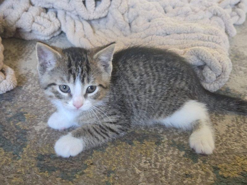 Coby, an adopted Domestic Short Hair in Rochester , NY image 2/6