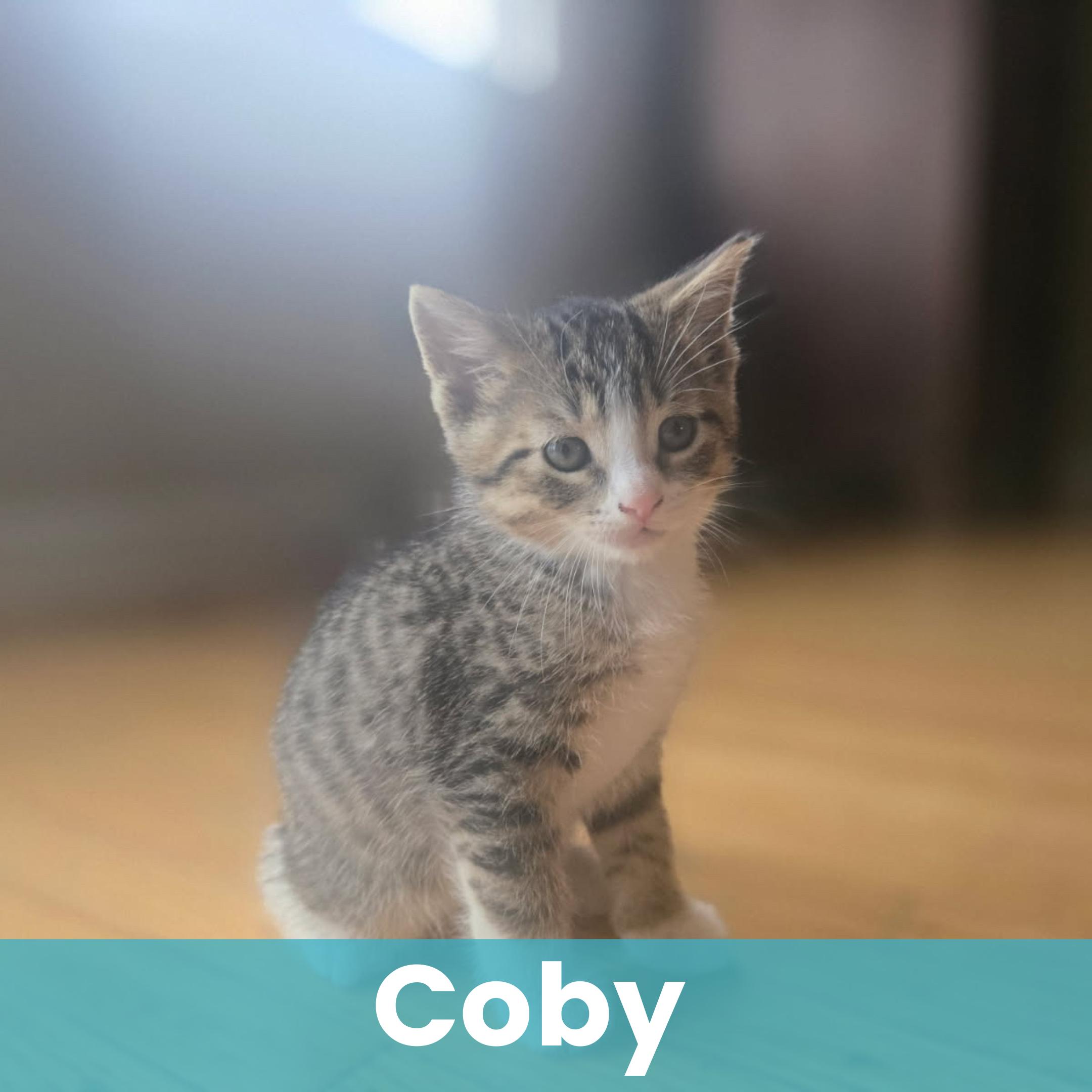 Coby, adopted, Kitten Male Domestic Short Hair.