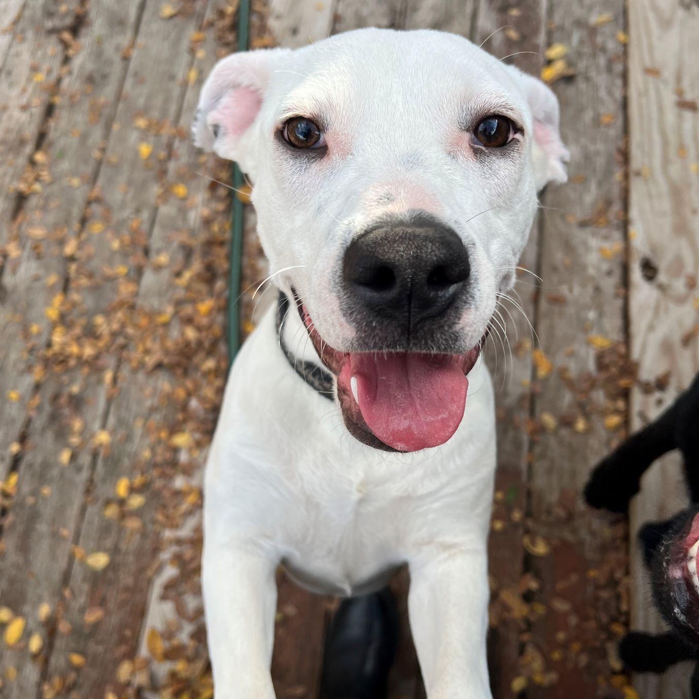 Boo, a Adoptable Pit Bull Terrier in Austin, TX image 1/6