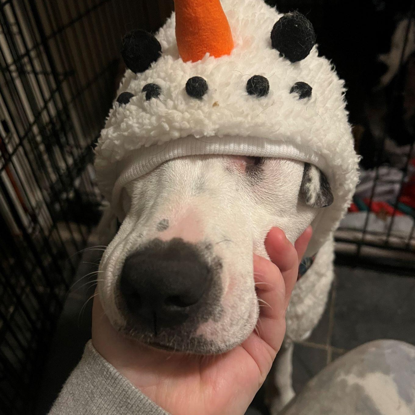 Boo, a Adoptable Pit Bull Terrier in Austin, TX image 3/6