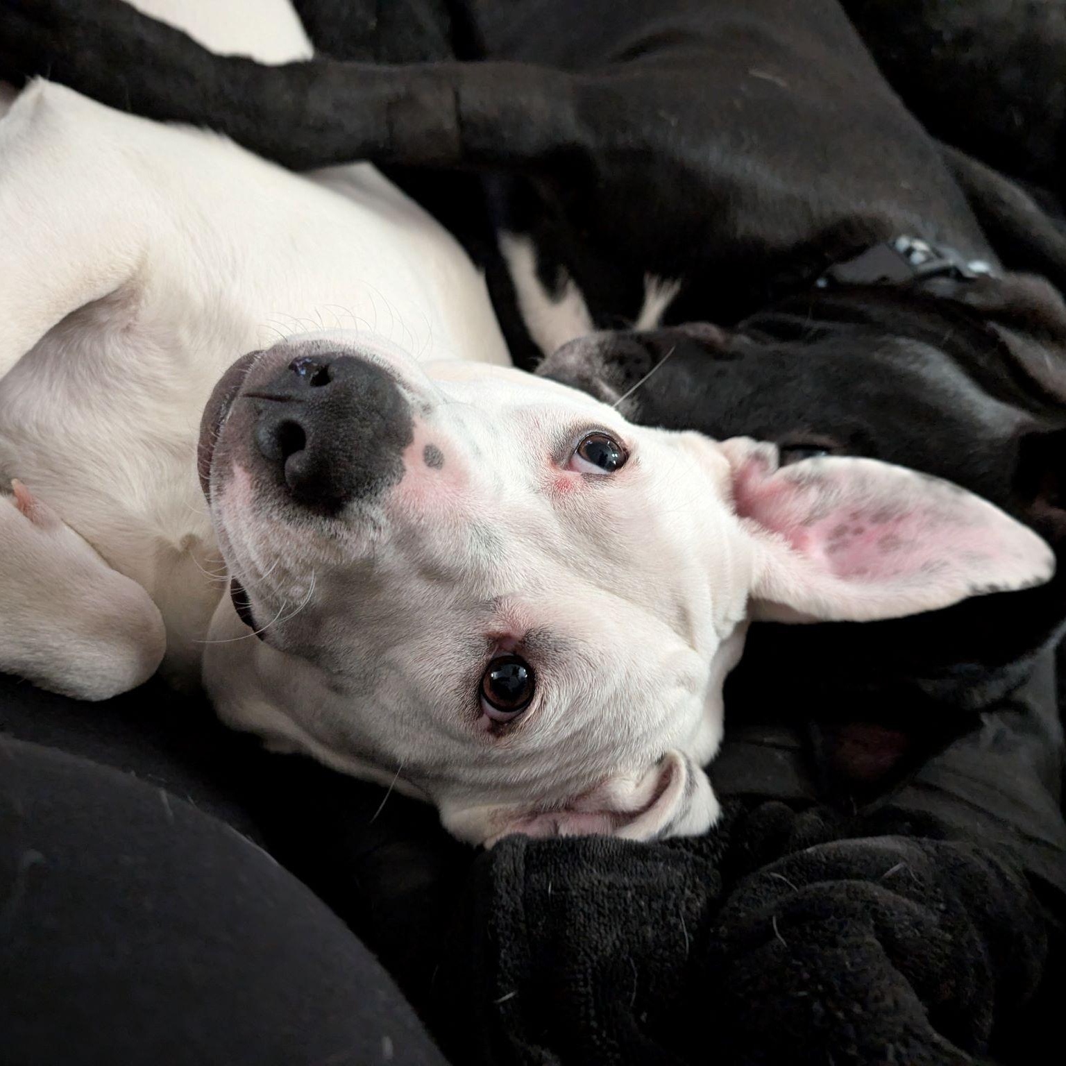 Boo, a Adoptable Pit Bull Terrier in Austin, TX image 5/6