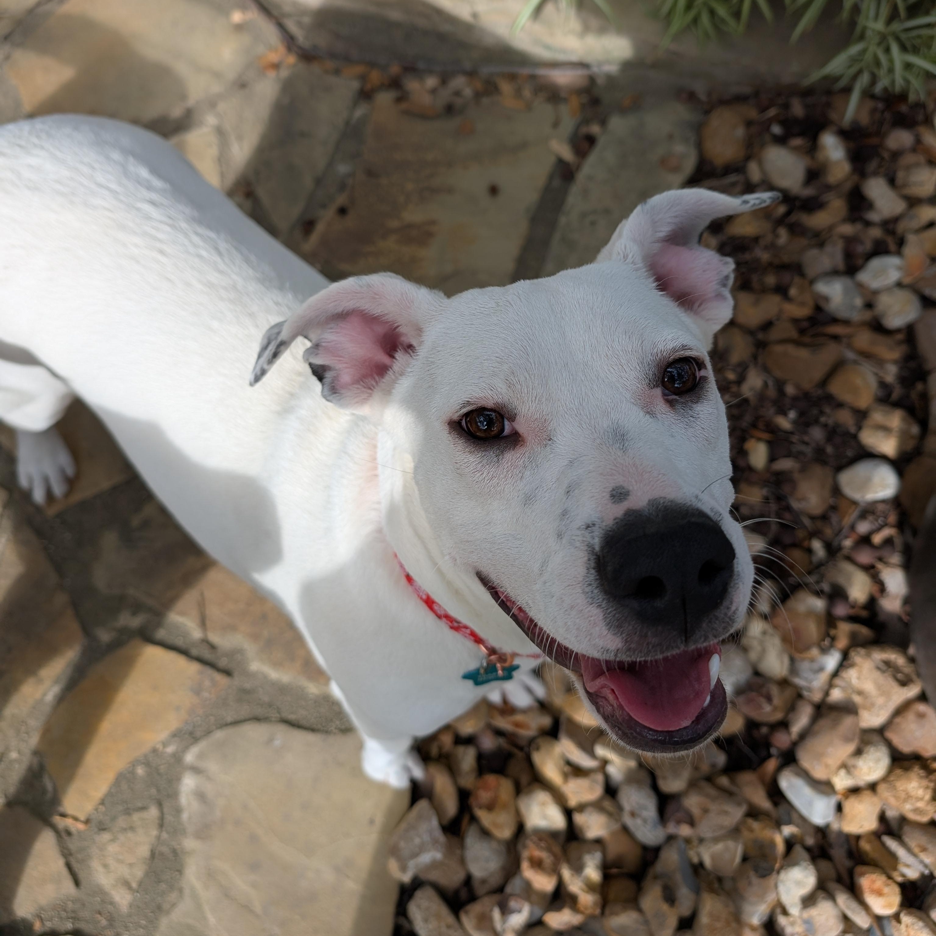 Boo, a Adoptable Pit Bull Terrier in Austin, TX image 4/6