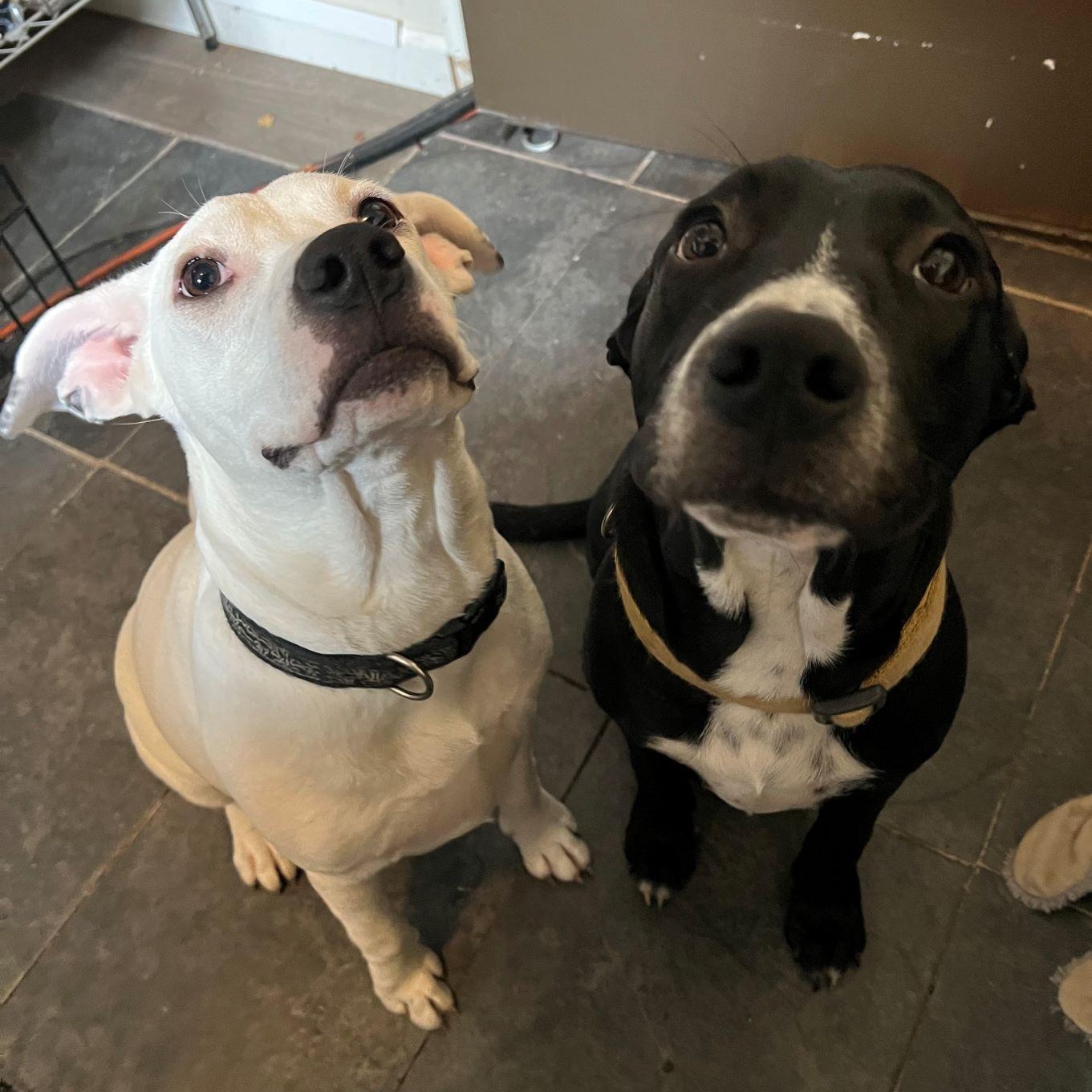 Boo, a Adoptable Pit Bull Terrier in Austin, TX image 2/6