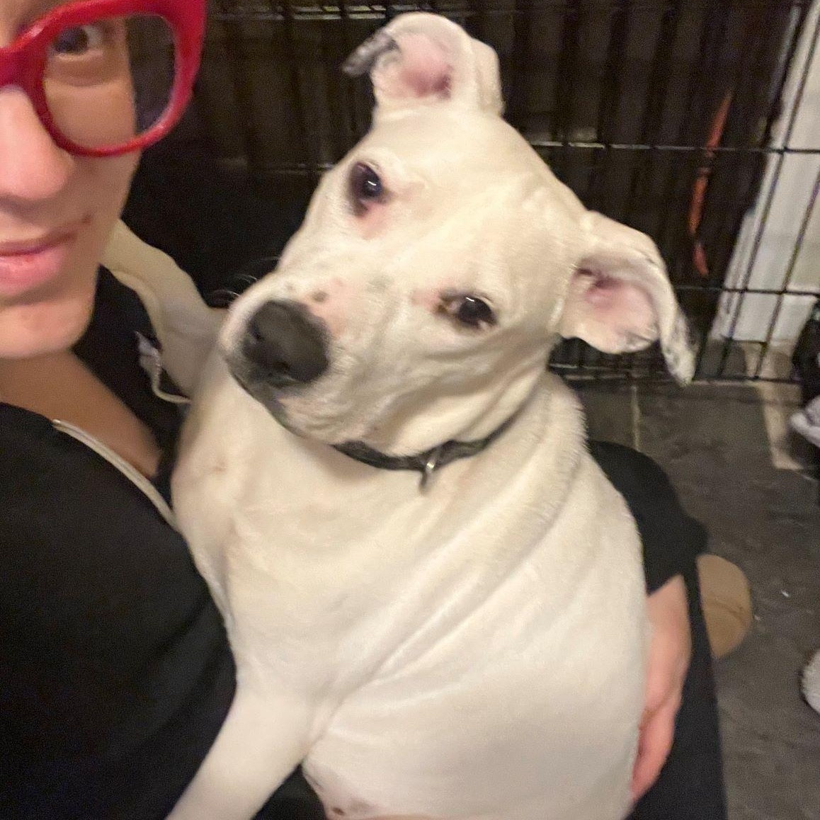 Boo, a Adoptable Pit Bull Terrier in Austin, TX image 6/6