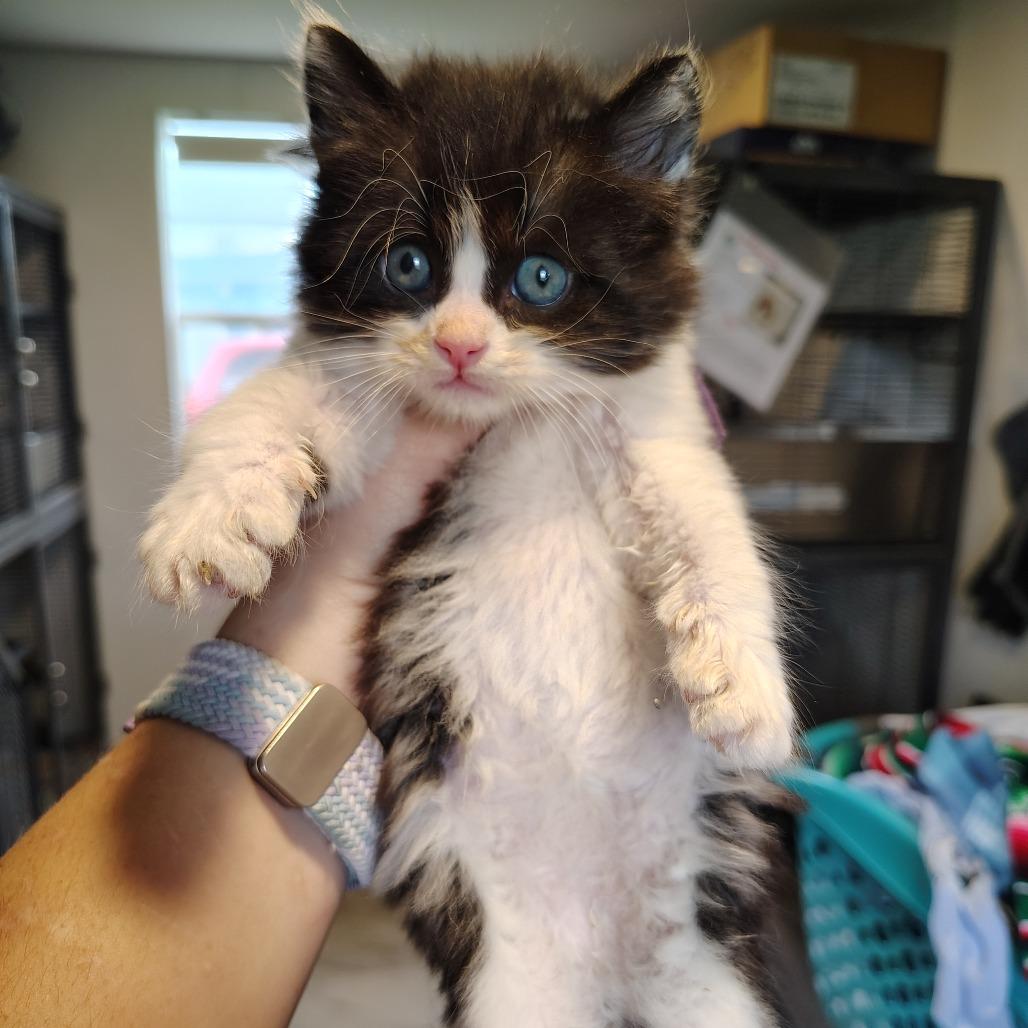 Bond, Adoptable, Kitten Male Domestic Short Hair.