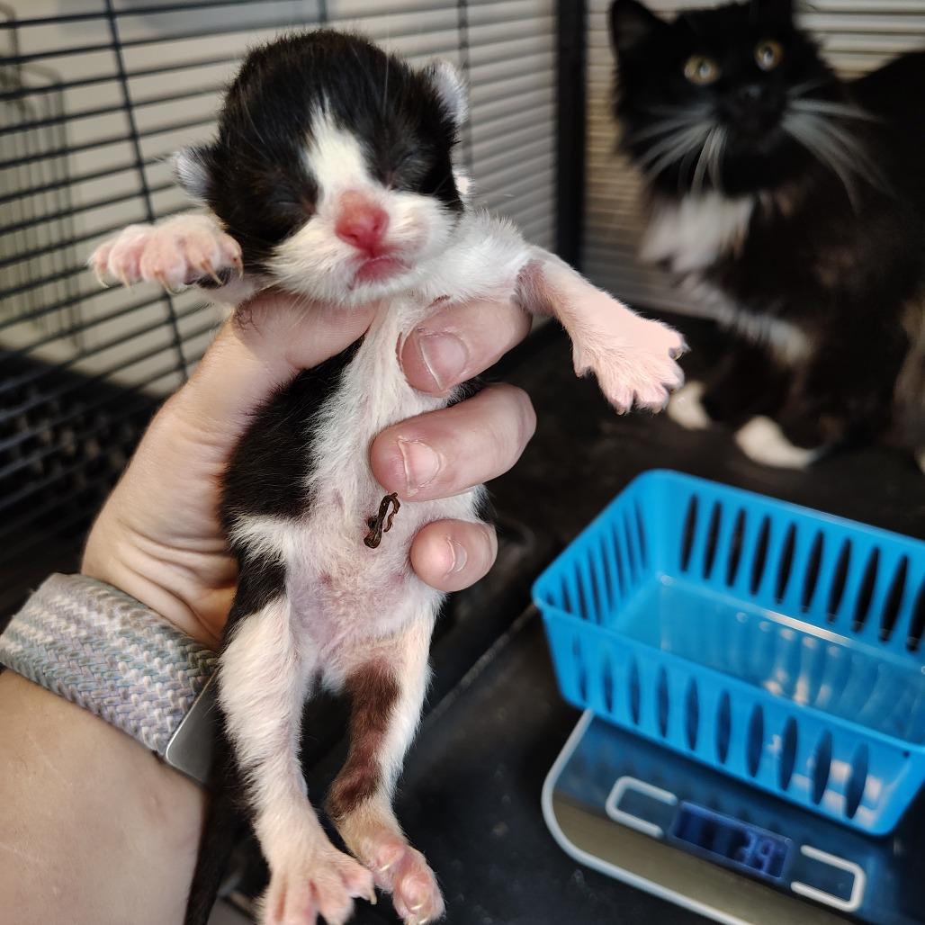 Enlarge Bond, a Adoptable Domestic Short Hair in Osawatomie, KS image 2/3