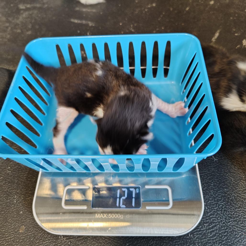 Enlarge Bond, a Adoptable Domestic Short Hair in Osawatomie, KS image 3/3