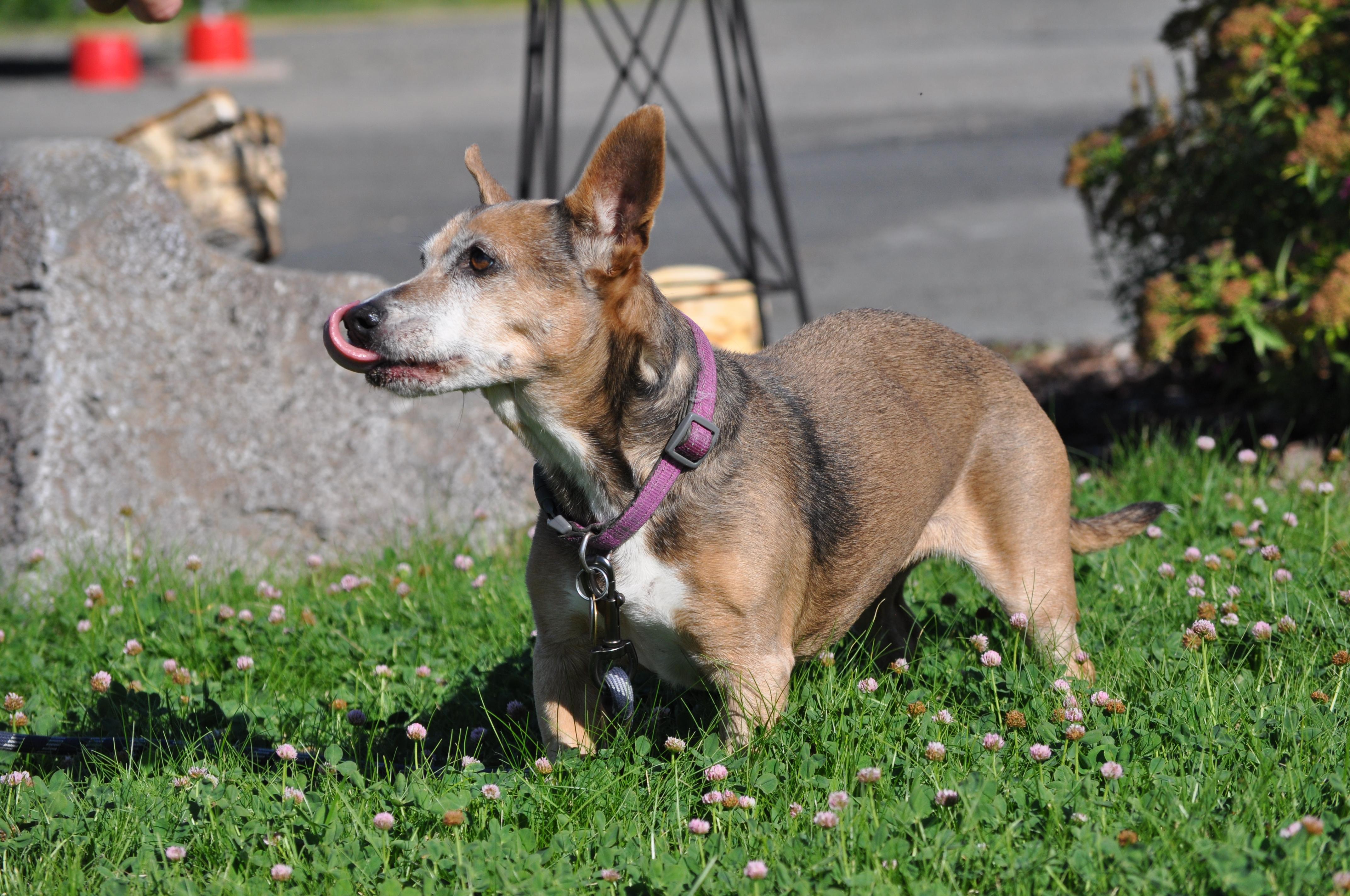 Abby, a Adoptable mixed breed in Union Gap, WA image 2/3