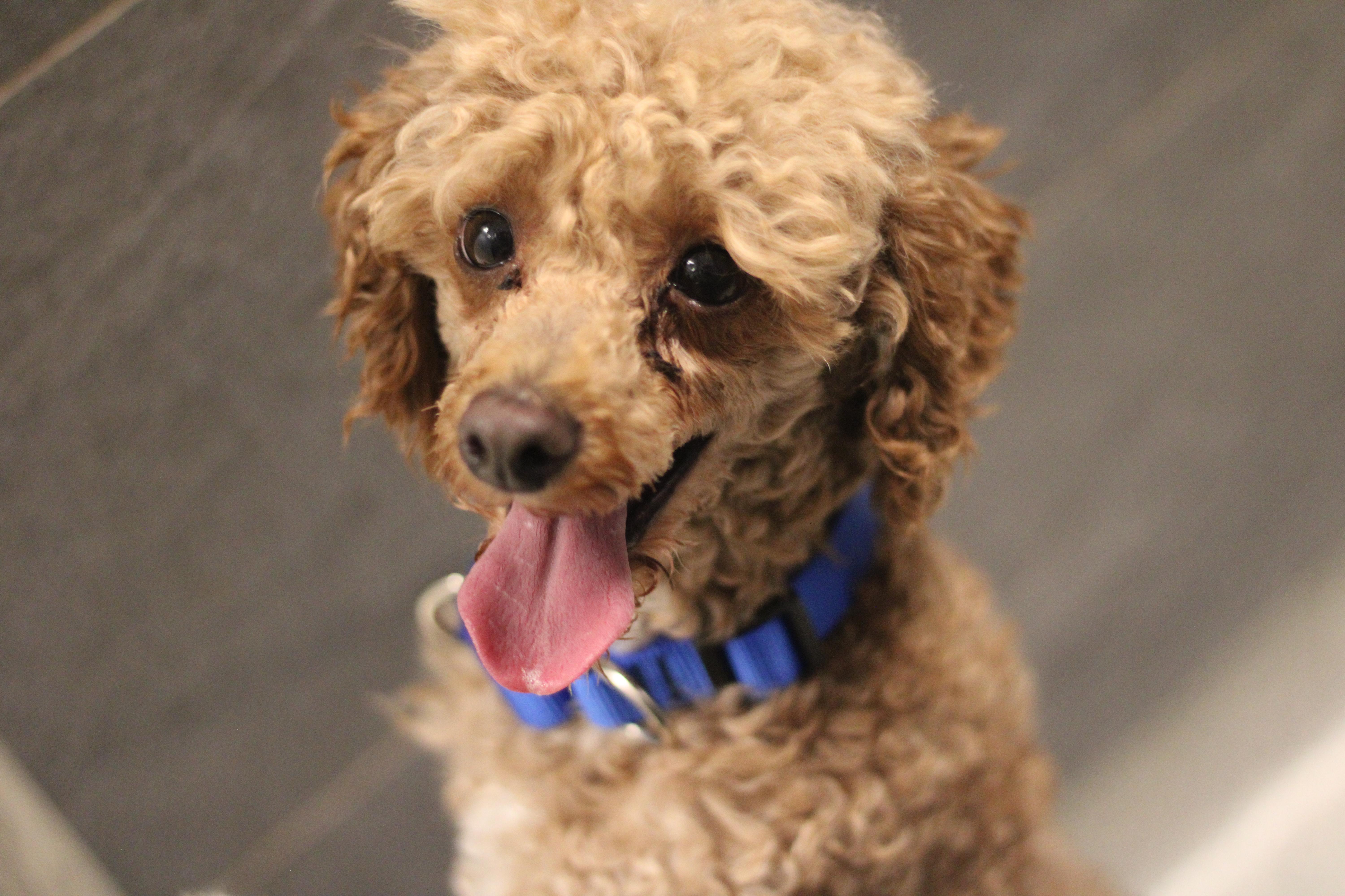 Porter, ADOPTABLE, Adult Male Miniature Poodle.