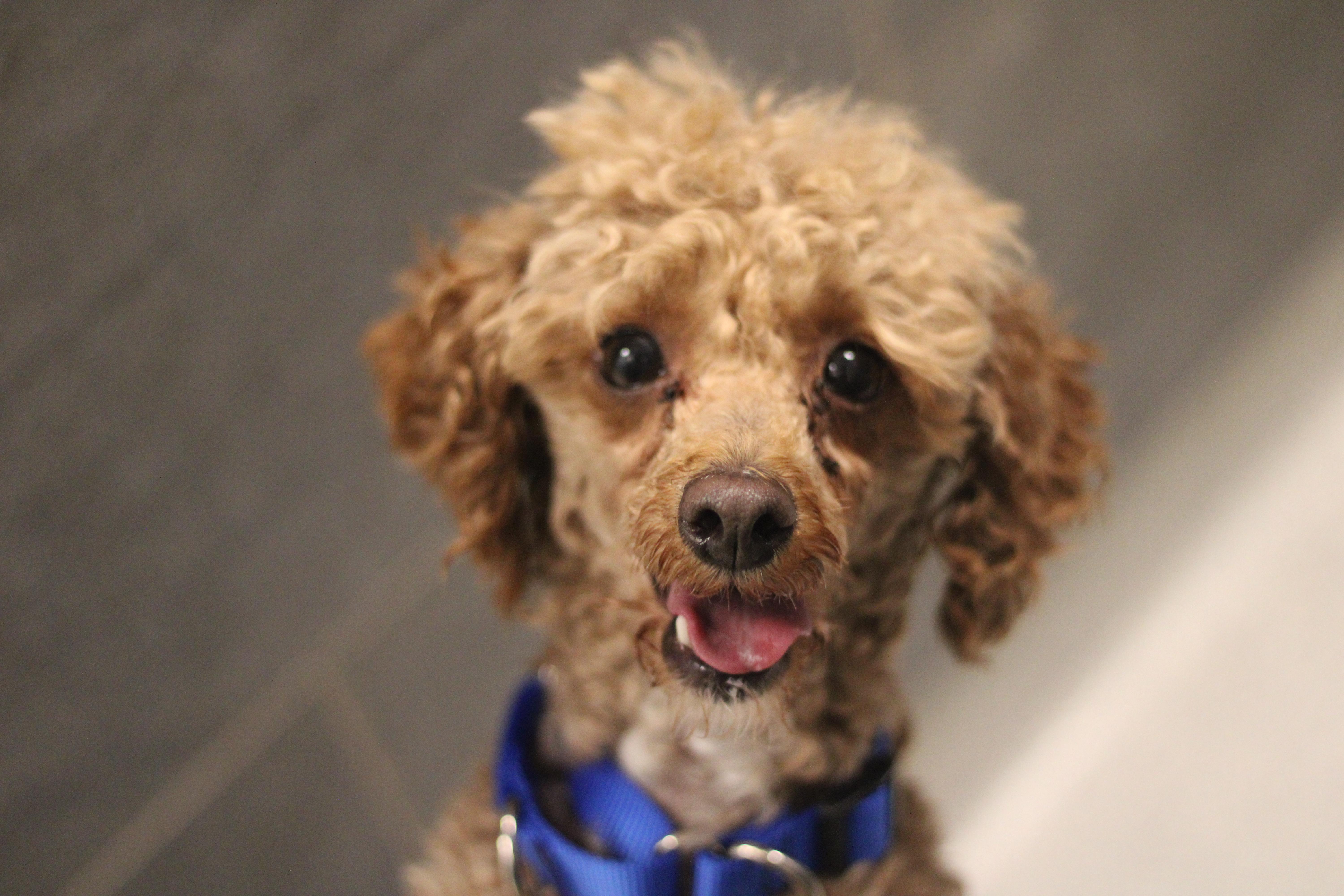 Enlarge Porter, a ADOPTABLE Miniature Poodle in Cooperstown, NY image 2/2