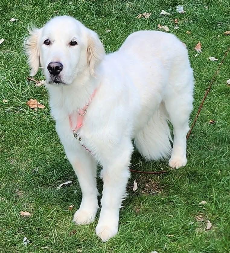 Courtesy post. Willow  in maumee , Adoptable, Senior Female Golden Retriever.