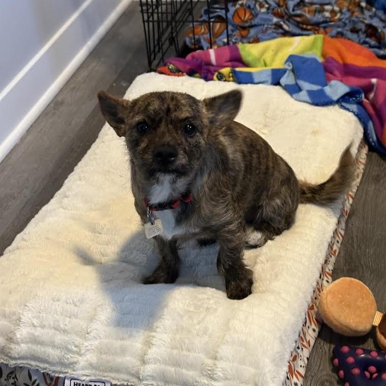 Papi, a ADOPTABLE mixed breed in Barrington, IL image 3/4