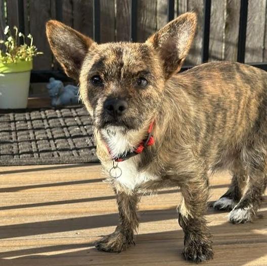 Papi, a ADOPTABLE mixed breed in Barrington, IL image 4/4