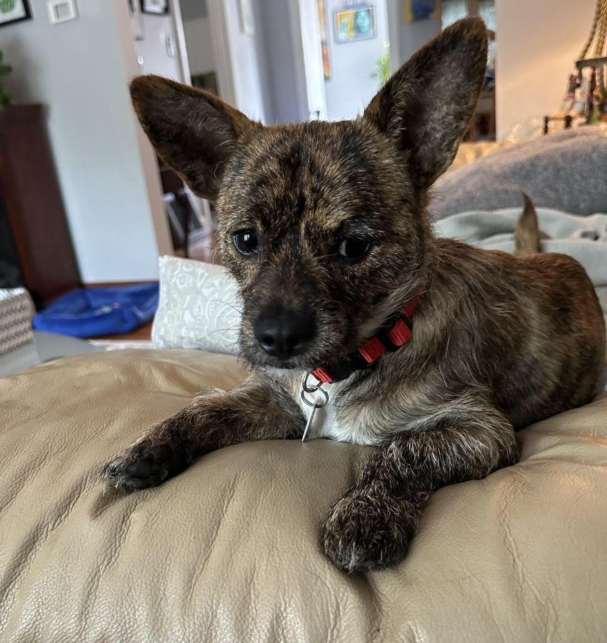 Papi, ADOPTABLE, Puppy Male Chihuahua.