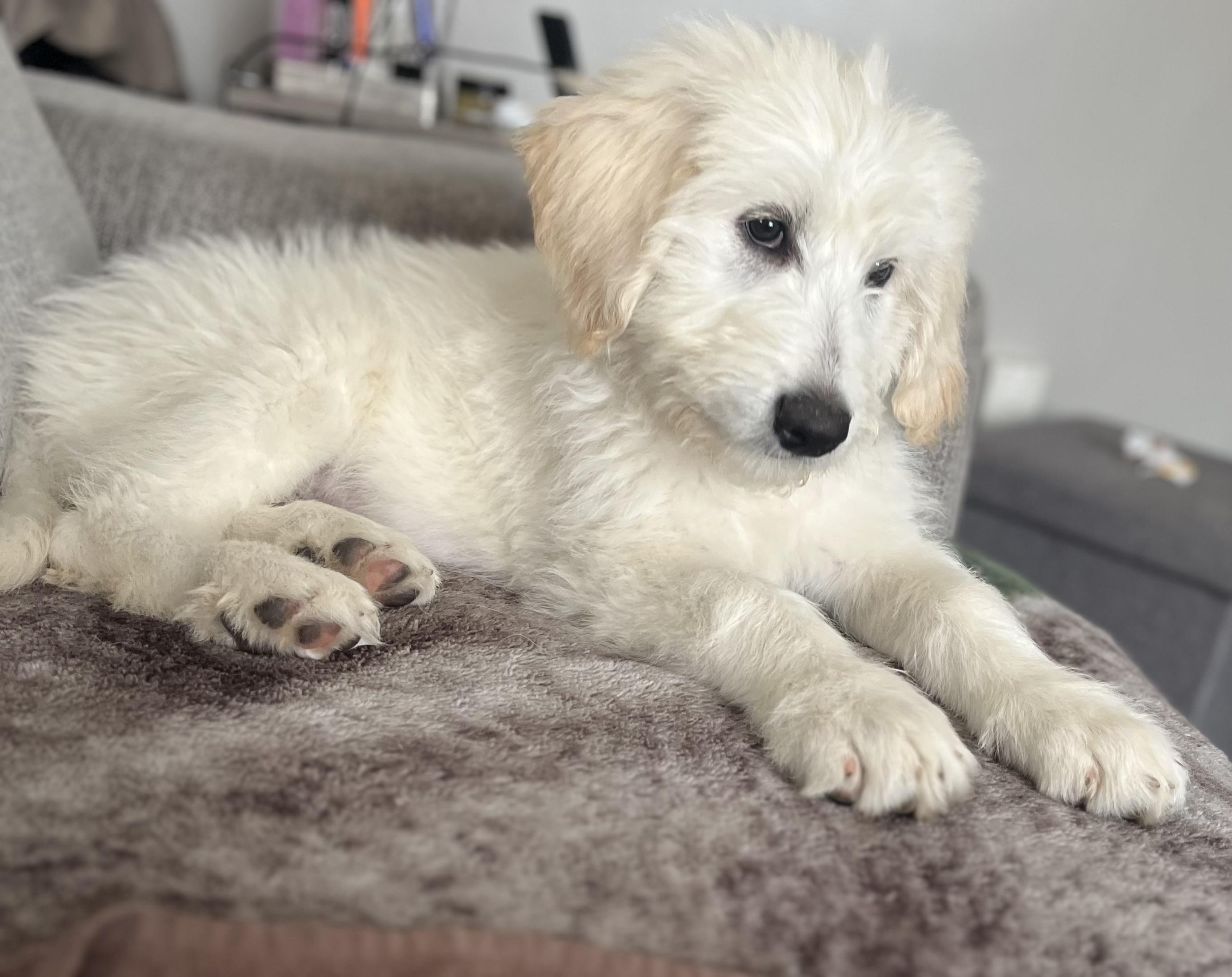 Howie, Adopted, Puppy Male German Shepherd Dog & Standard Poodle.