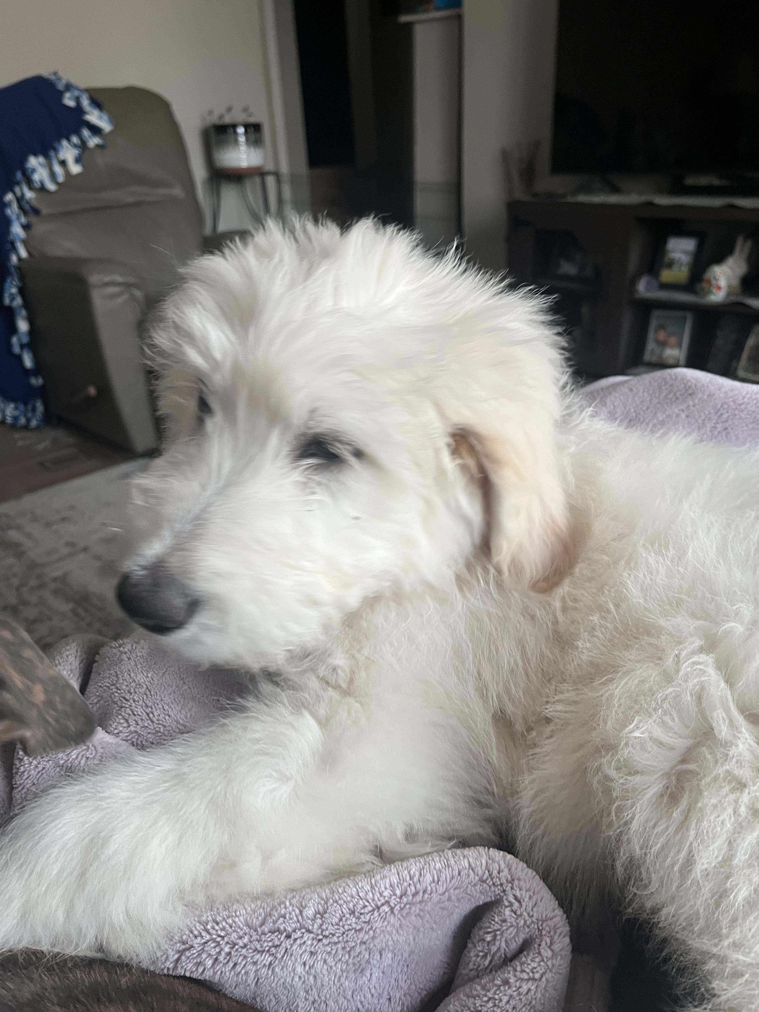 Enlarge Howie, a Adopted mixed breed in St. Clair Shores, MI image 2/6