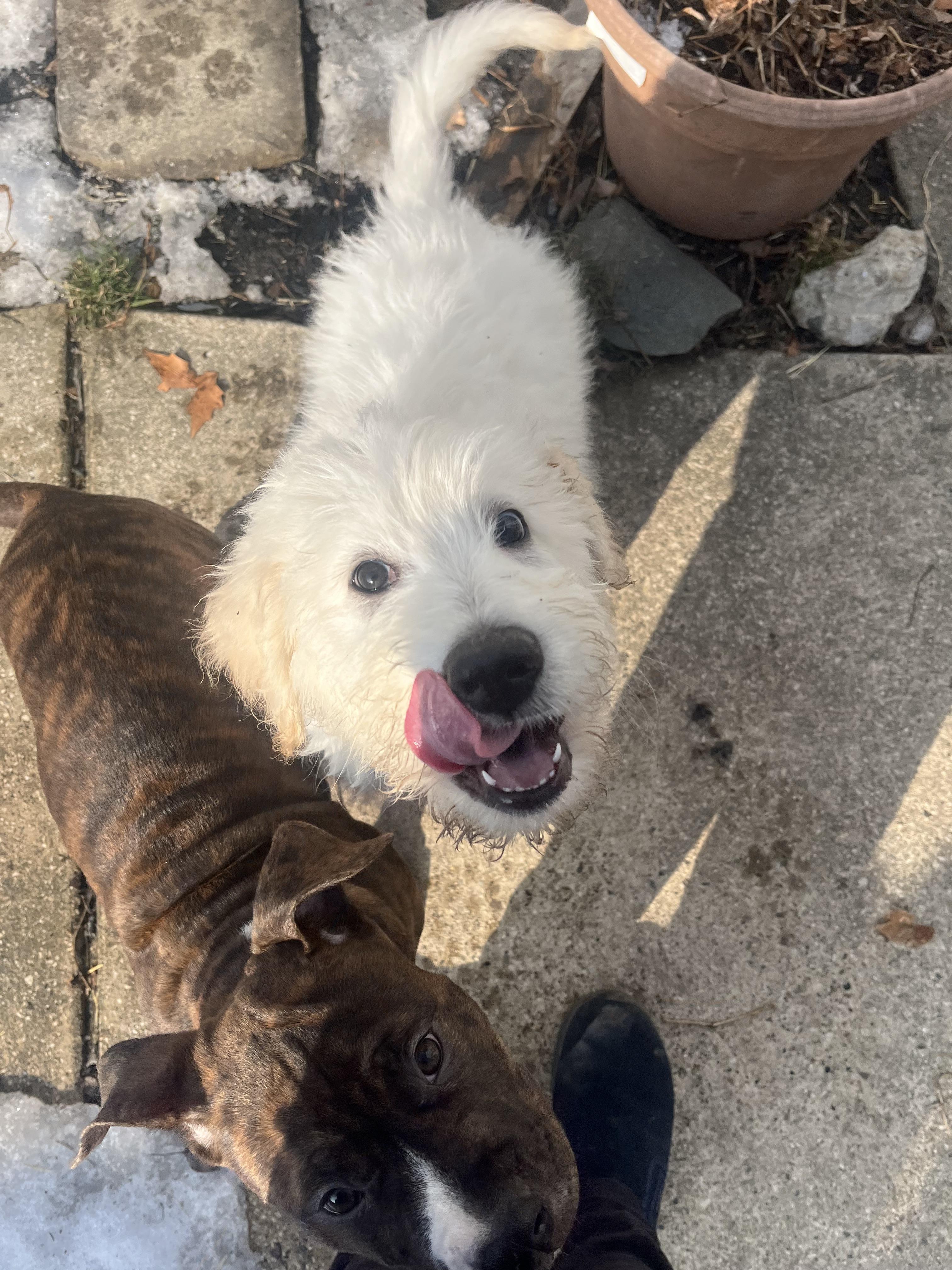 Enlarge Howie, a Adopted mixed breed in St. Clair Shores, MI image 3/6