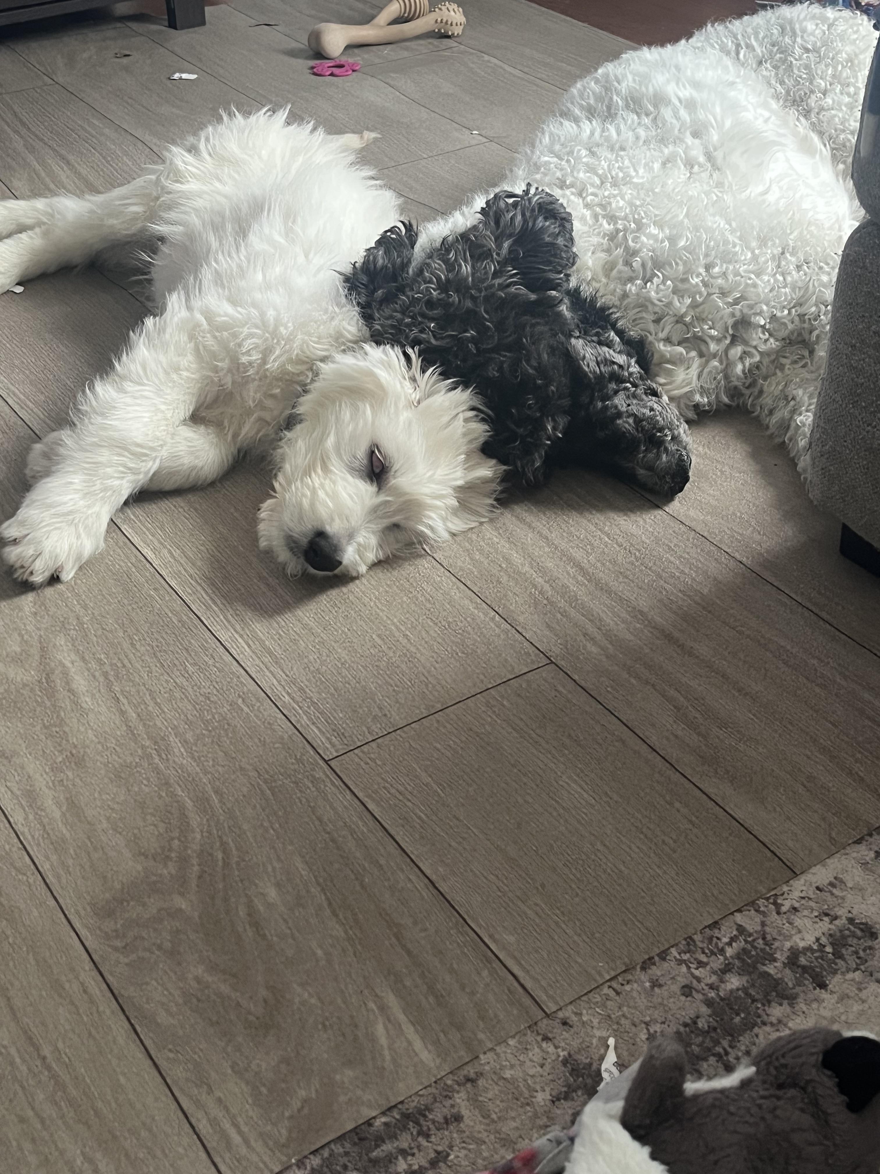 Enlarge Howie, a Adopted mixed breed in St. Clair Shores, MI image 4/6