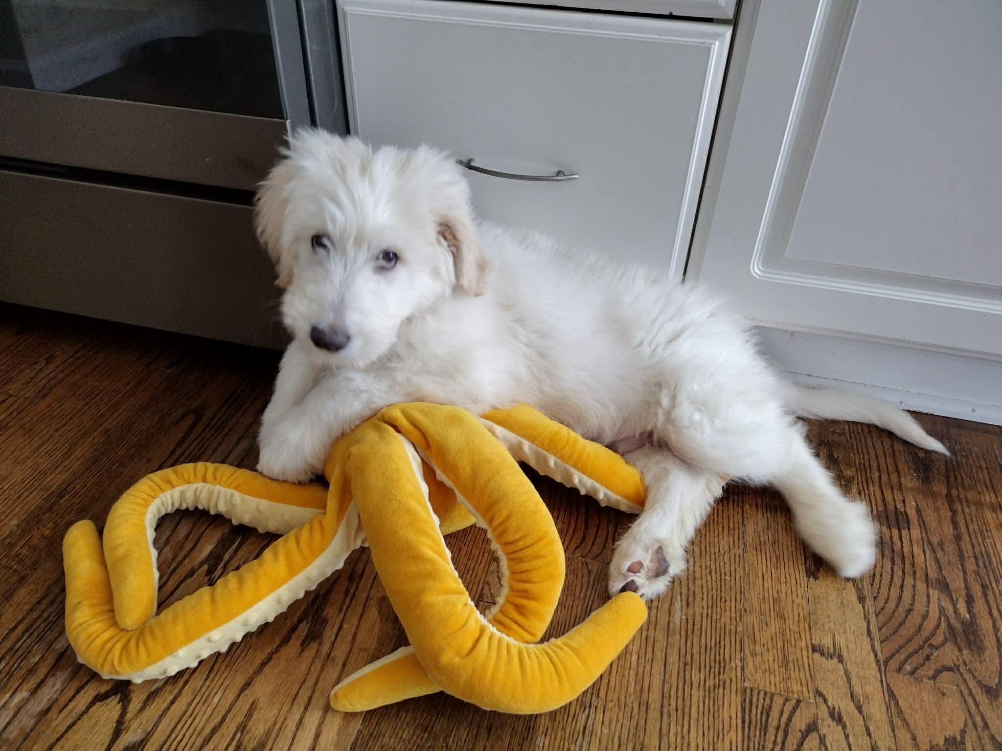 Enlarge Howie, a Adopted mixed breed in St. Clair Shores, MI image 5/6