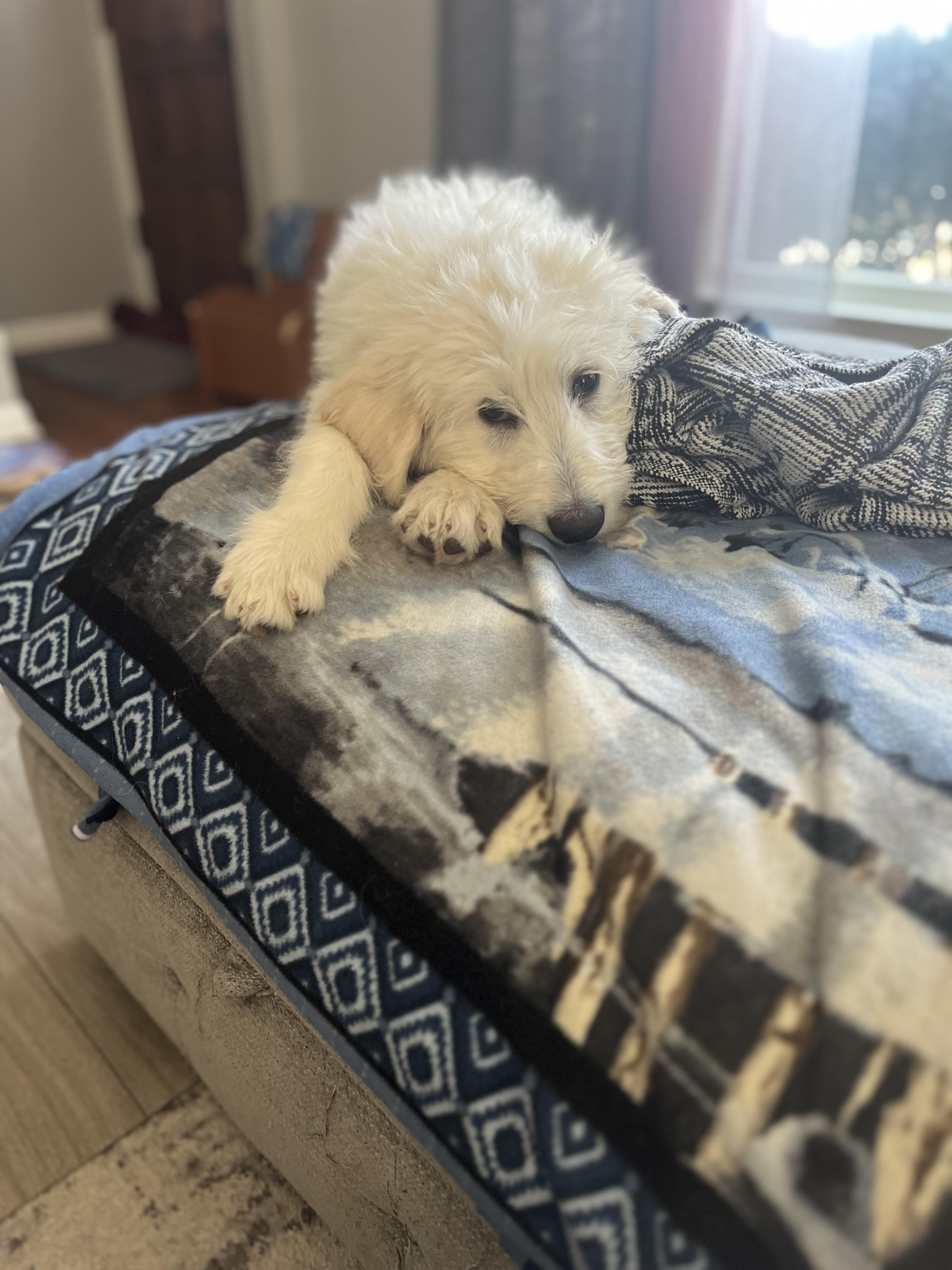 Enlarge Howie, a Adopted mixed breed in St. Clair Shores, MI image 6/6