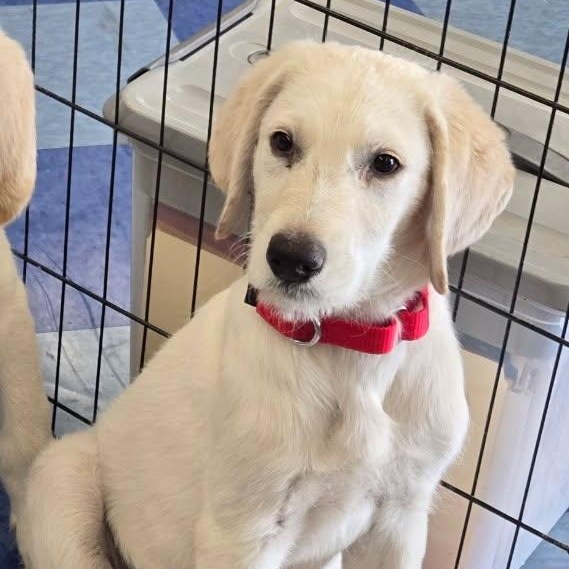 Enlarge Simba stoney, a Adopted mixed breed in Sparks, NV image 1/1