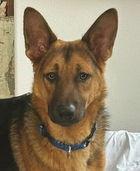 Hansel D4539 (Gusto), a Adoptable German Shepherd Dog in Fremont, CA image 1/2