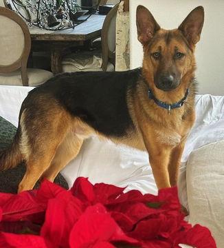 Hansel D4539 (Gusto), a Adoptable German Shepherd Dog in Fremont, CA image 2/2