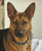 Hansel D4539 (Gusto), a Adoptable German Shepherd Dog in Fremont, CA image 2/2