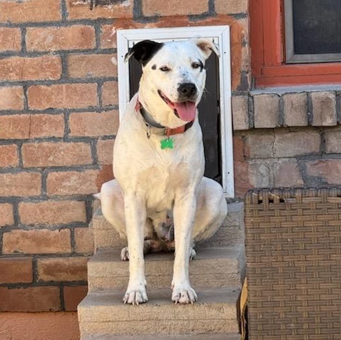 Morgan, a Adoptable mixed breed in Phoenix, AZ image 1/6