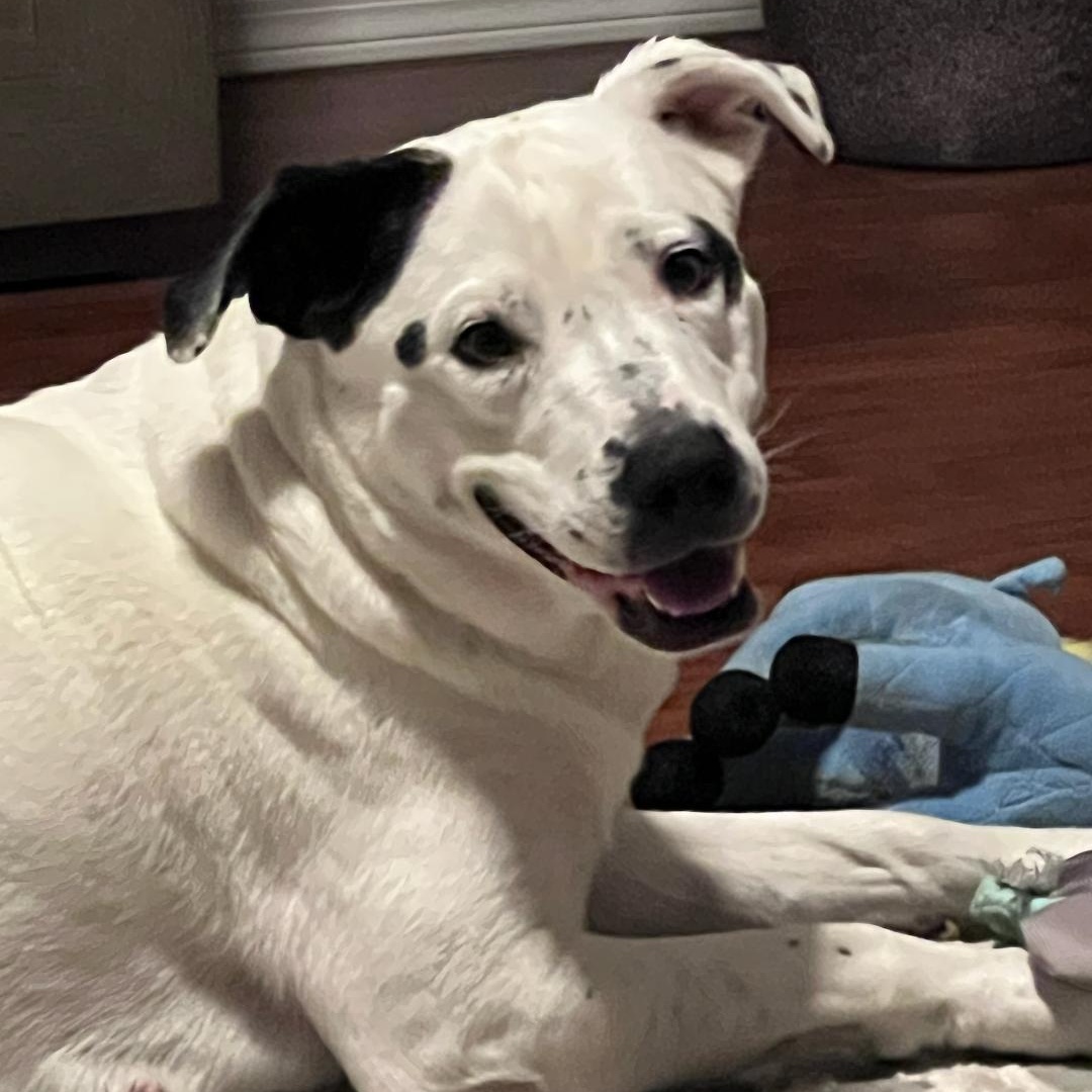 Morgan, a Adoptable mixed breed in Phoenix, AZ image 2/6