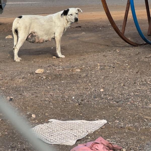 Morgan, a Adoptable mixed breed in Phoenix, AZ image 3/6