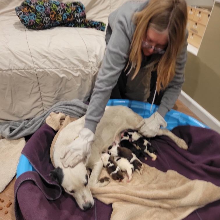 Morgan, a Adoptable mixed breed in Phoenix, AZ image 4/6