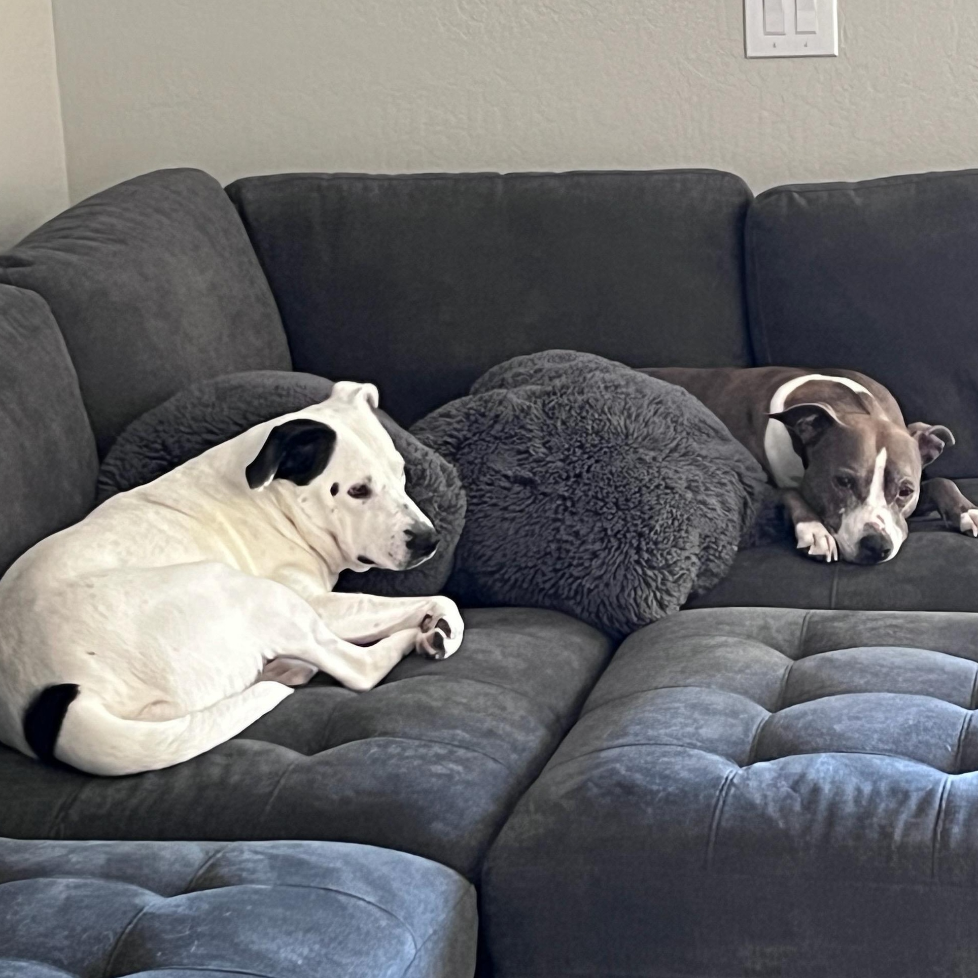 Morgan, a Adoptable mixed breed in Phoenix, AZ image 5/6