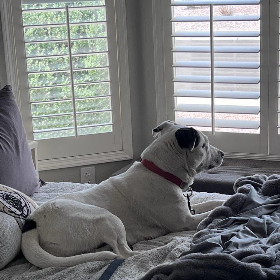 Morgan, a Adoptable mixed breed in Phoenix, AZ image 6/6