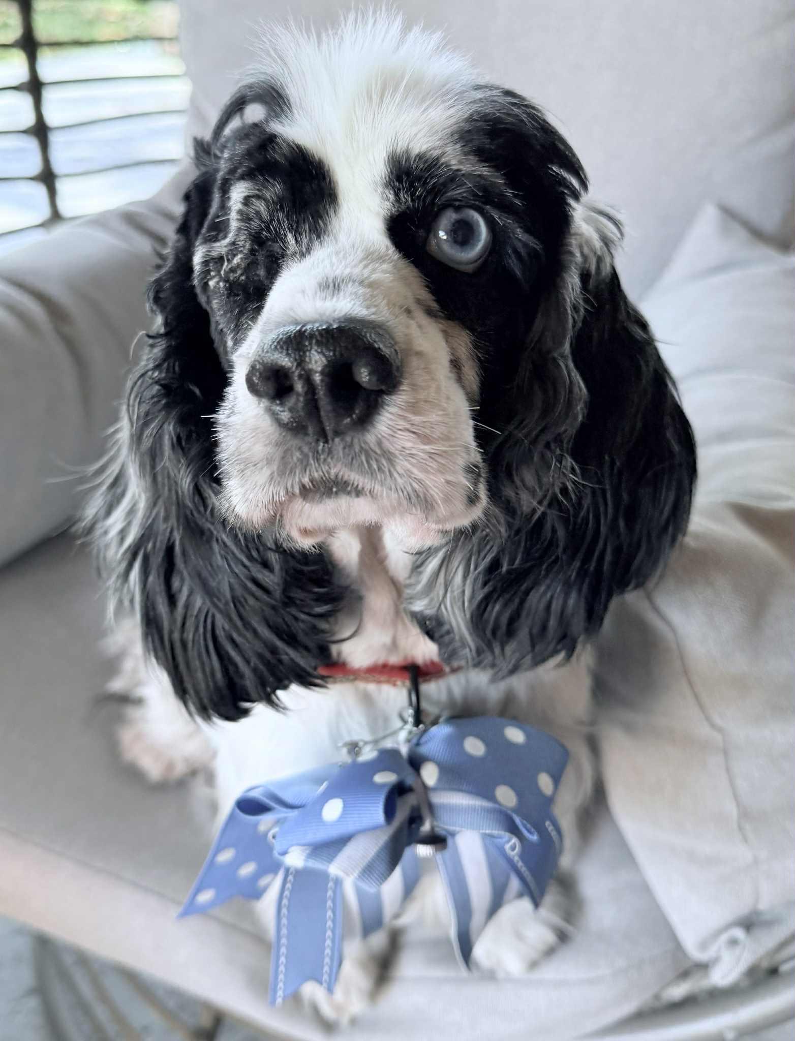 Tish, Adopted, Adult Female Cocker Spaniel.