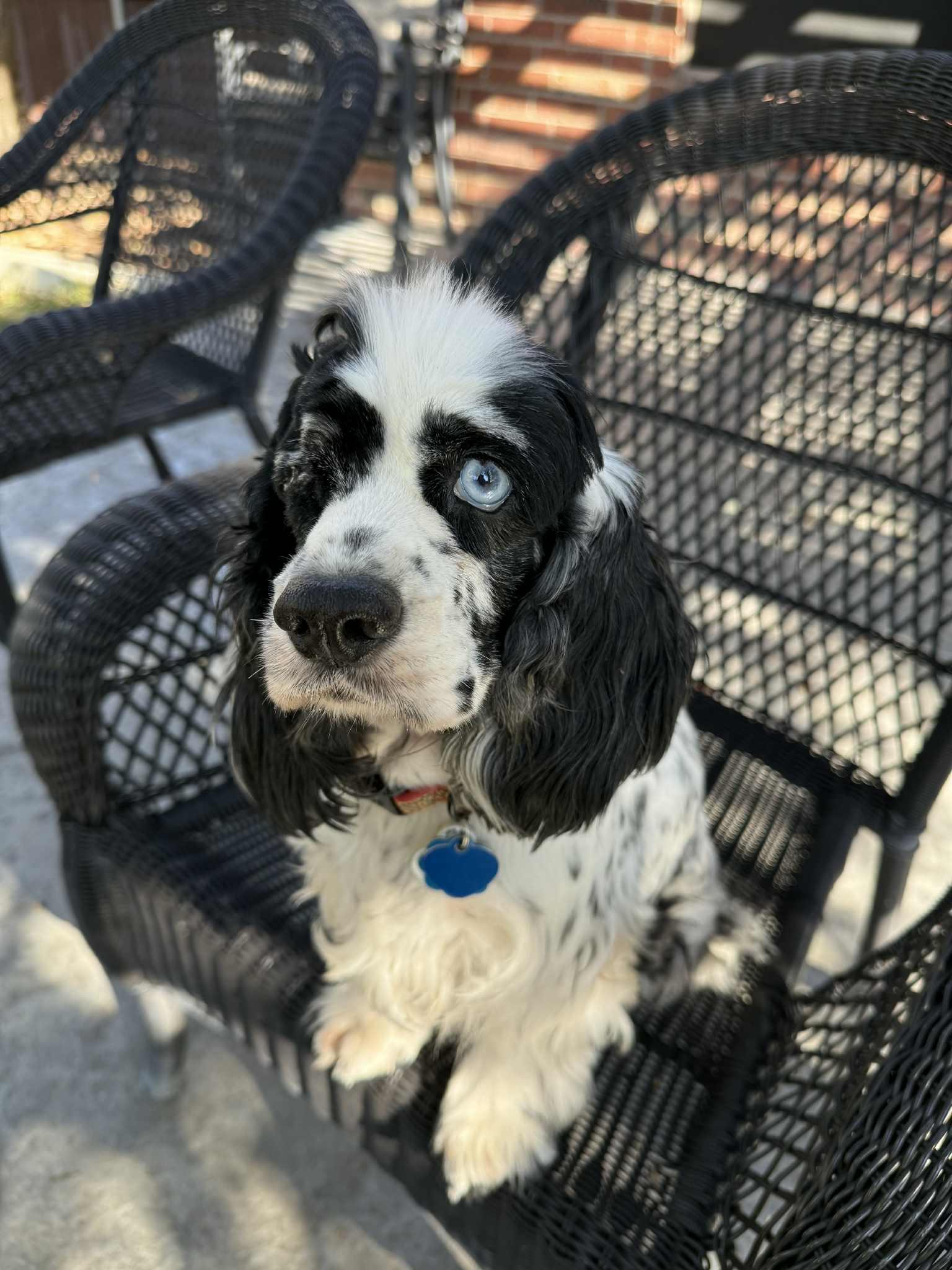 Tish, a Adopted Cocker Spaniel in Austin, TX image 2/4