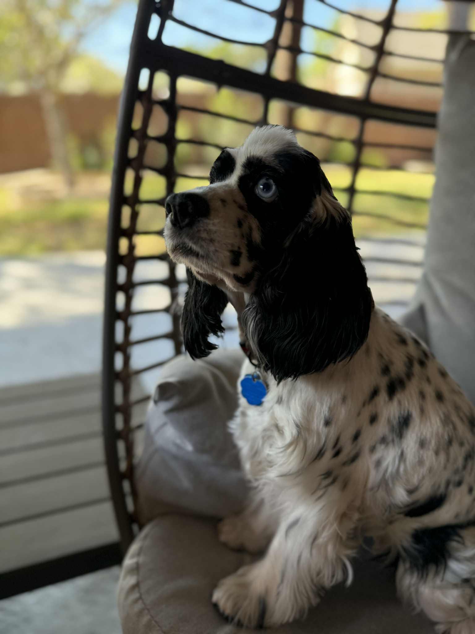 Tish, a Adopted Cocker Spaniel in Austin, TX image 4/4