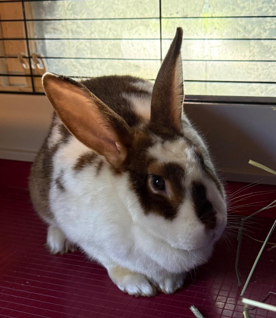 Maria, Adoptable, Adult Female American.