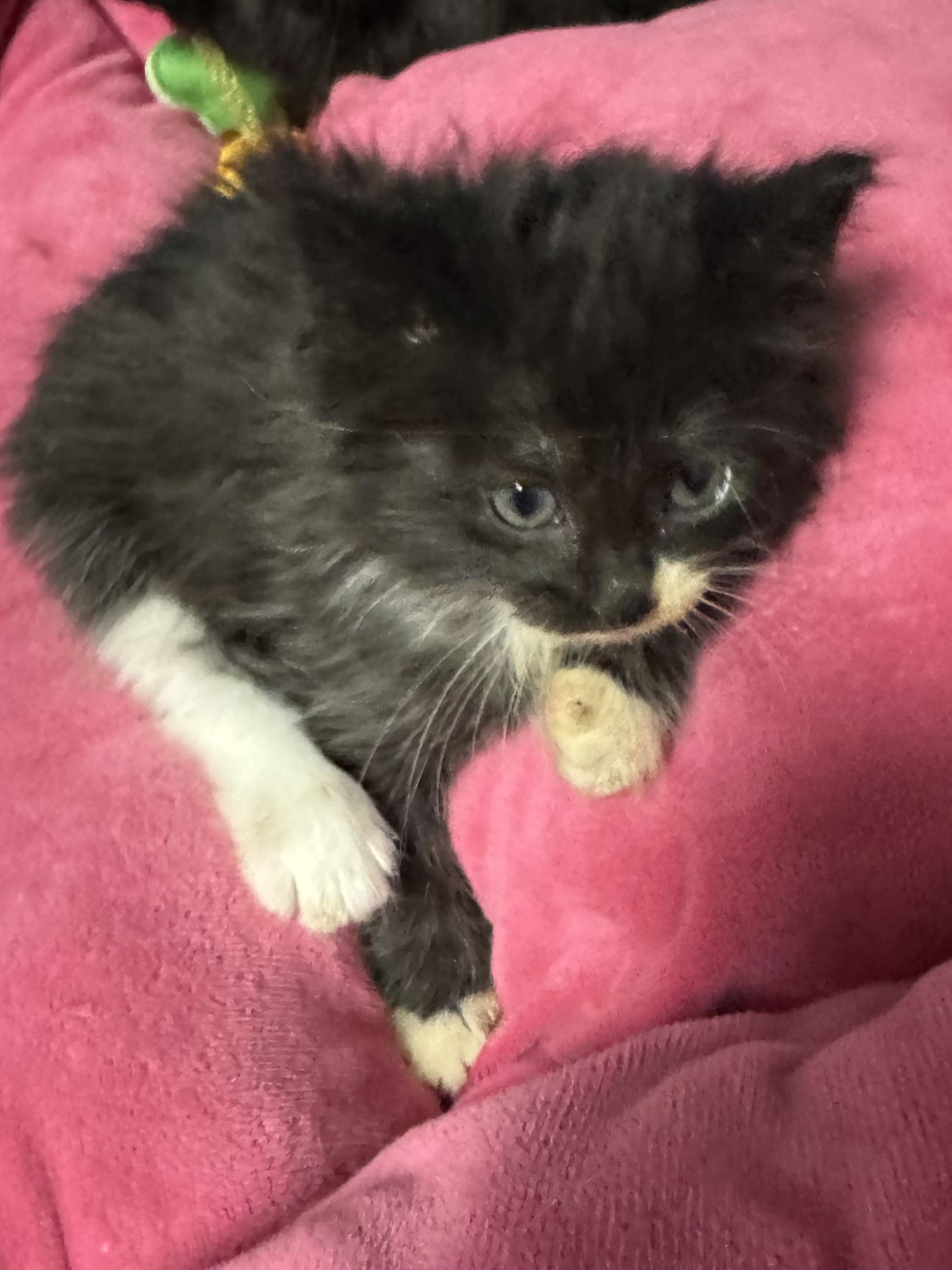 Noel, ADOPTABLE, Kitten Female Domestic Short Hair.