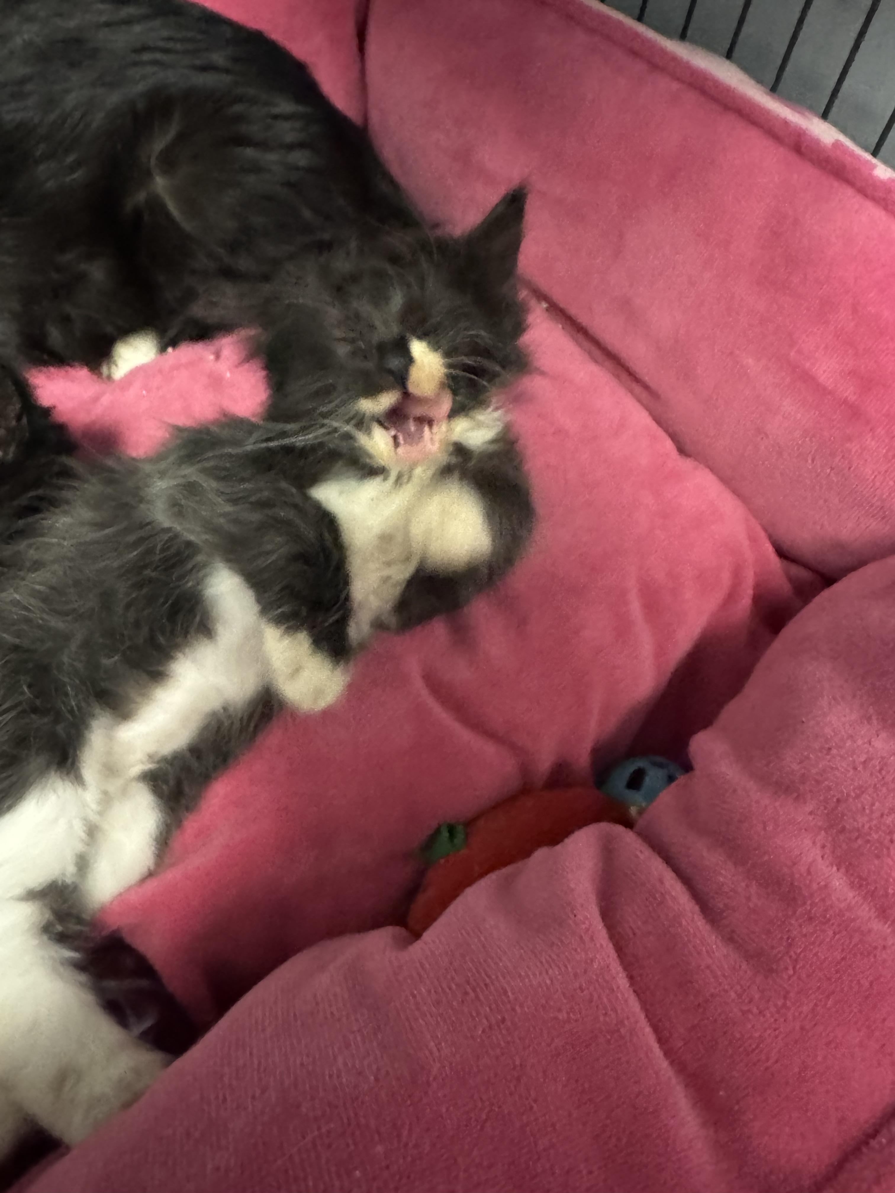 Noel, a ADOPTABLE mixed breed in Valley Center, KS image 3/5