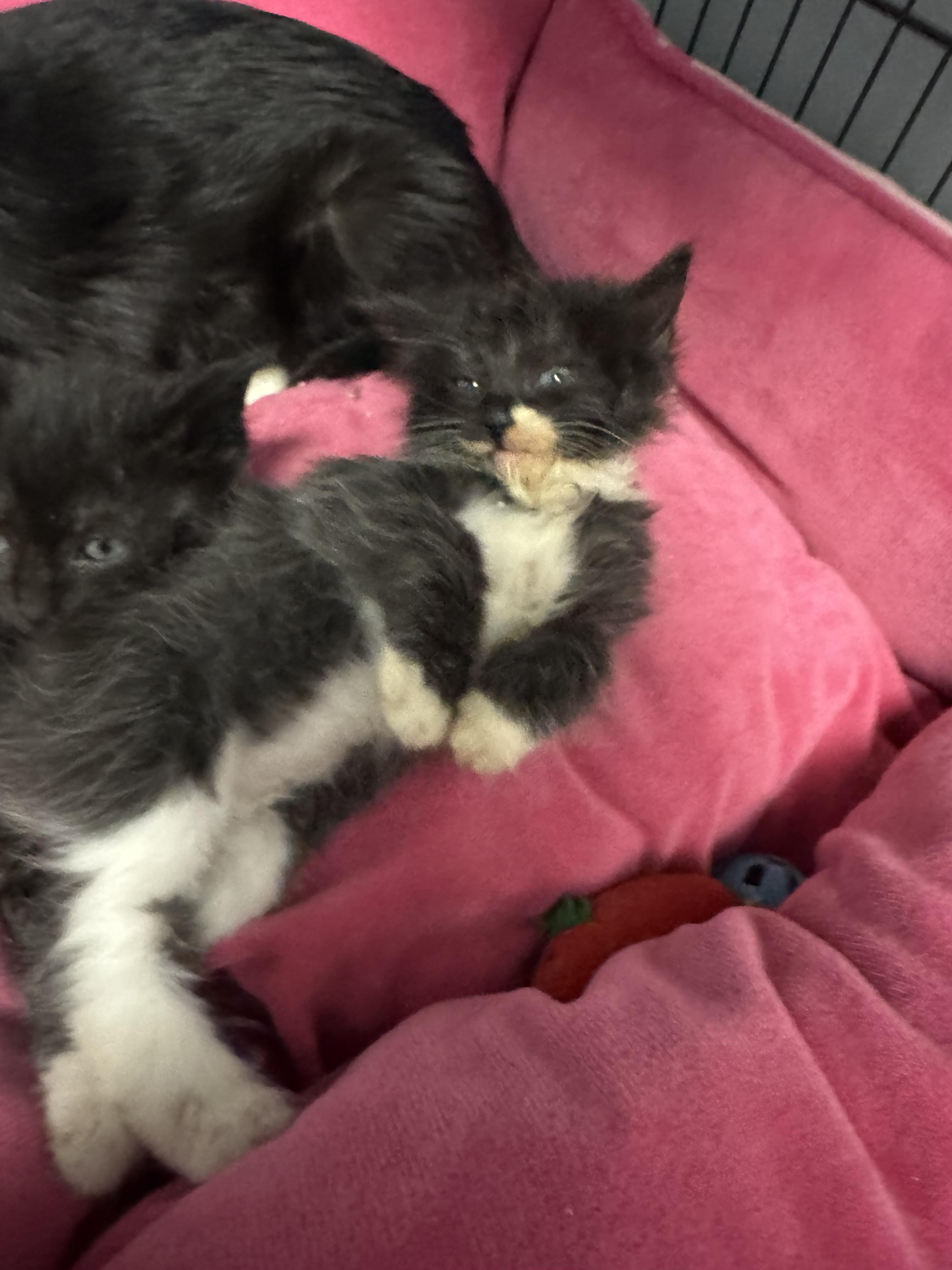 Noel, a ADOPTABLE mixed breed in Valley Center, KS image 4/5