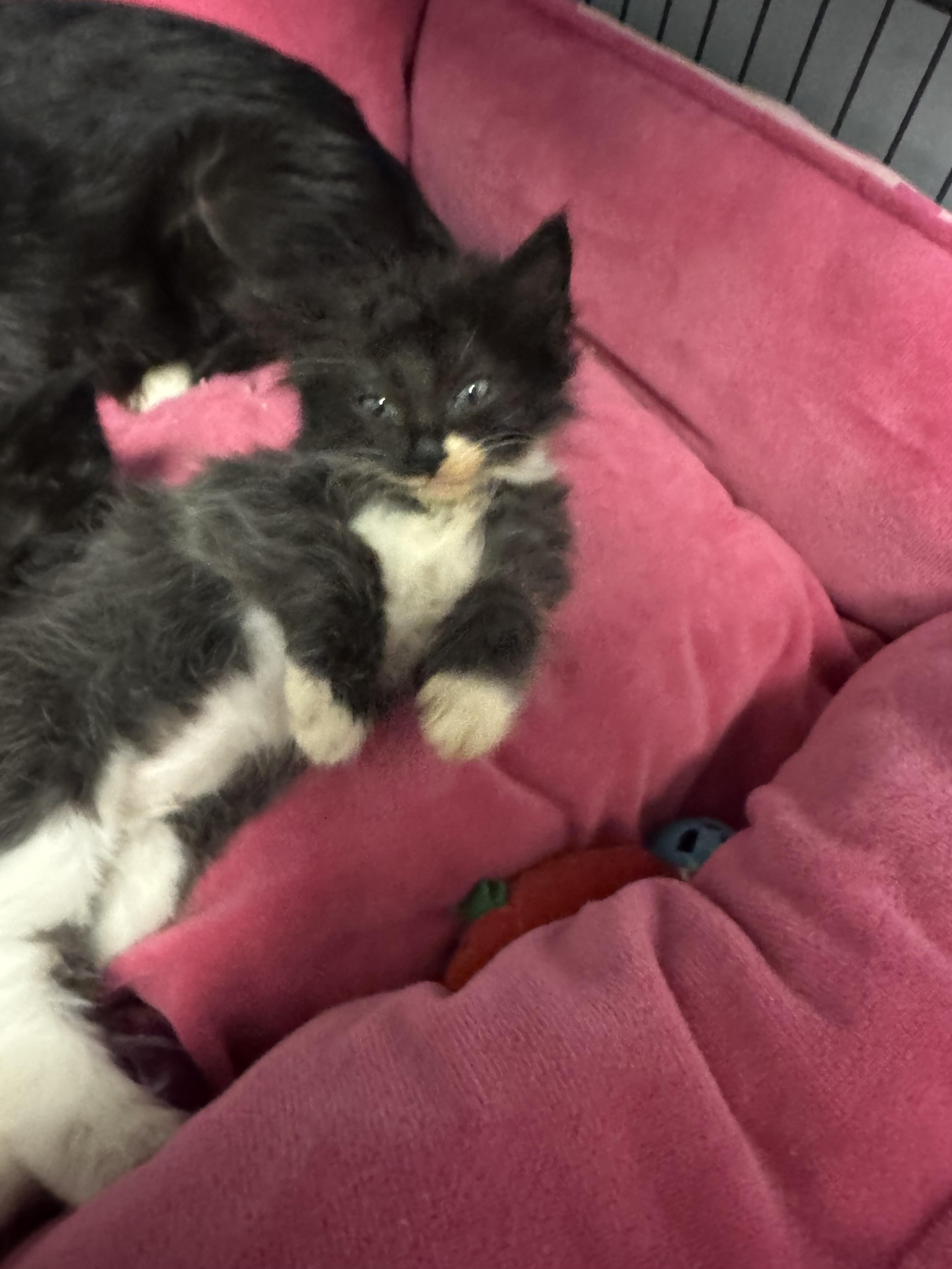 Noel, a ADOPTABLE mixed breed in Valley Center, KS image 5/5